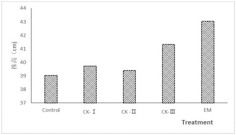 Enzyme fertilizer and preparation method and application thereof
