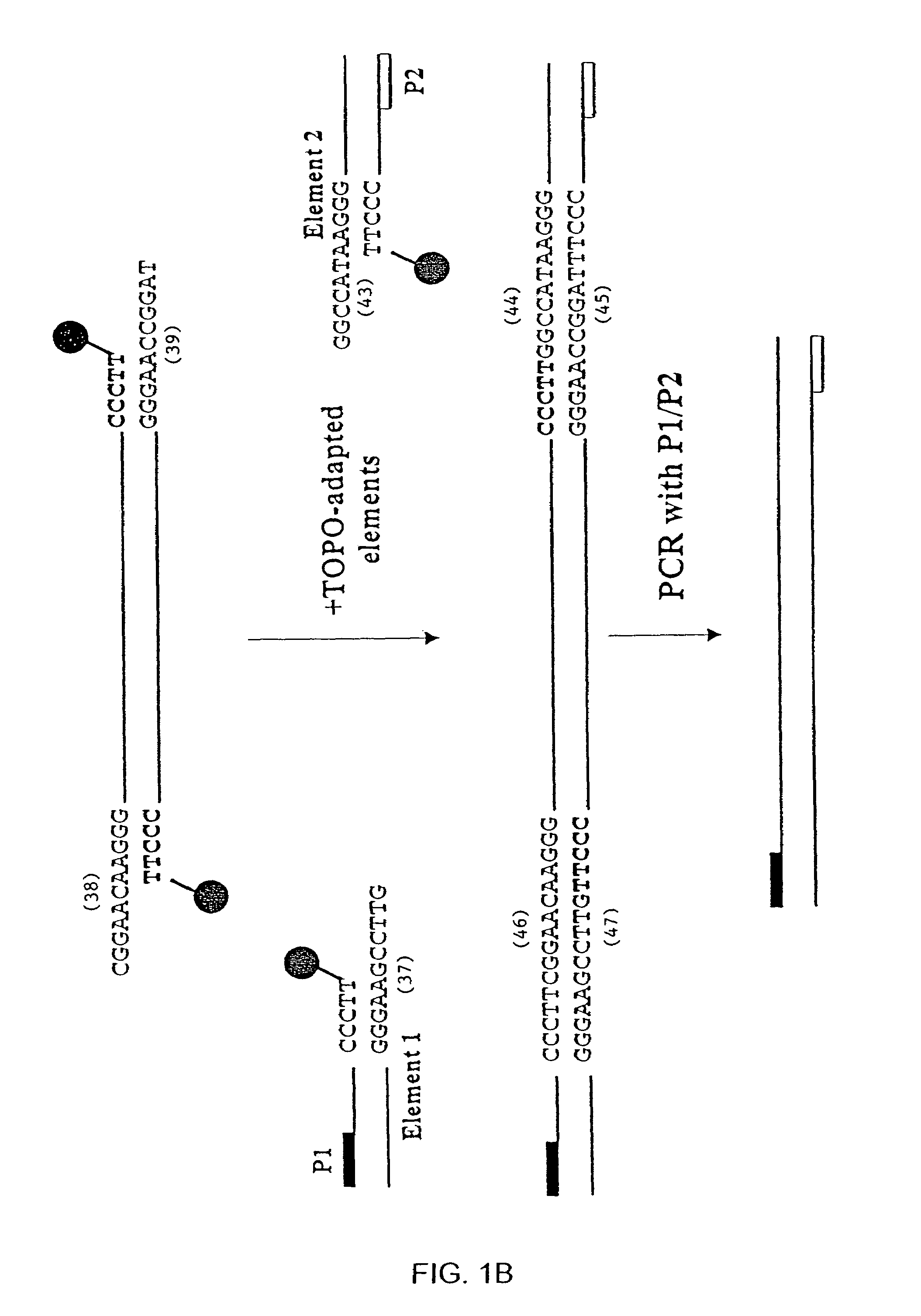 Compositions and methods for rapidly generating recombinant nucleic acid molecules