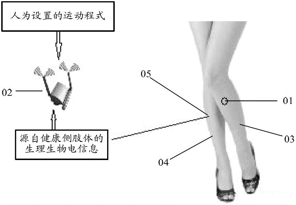 Paralyzed Limb Muscle Rehabilitation System