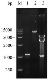 A Saccharomyces cerevisiae engineered strain expressing pectin esterase and its application