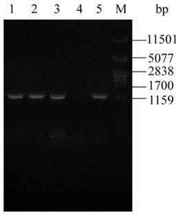 A Saccharomyces cerevisiae engineered strain expressing pectin esterase and its application