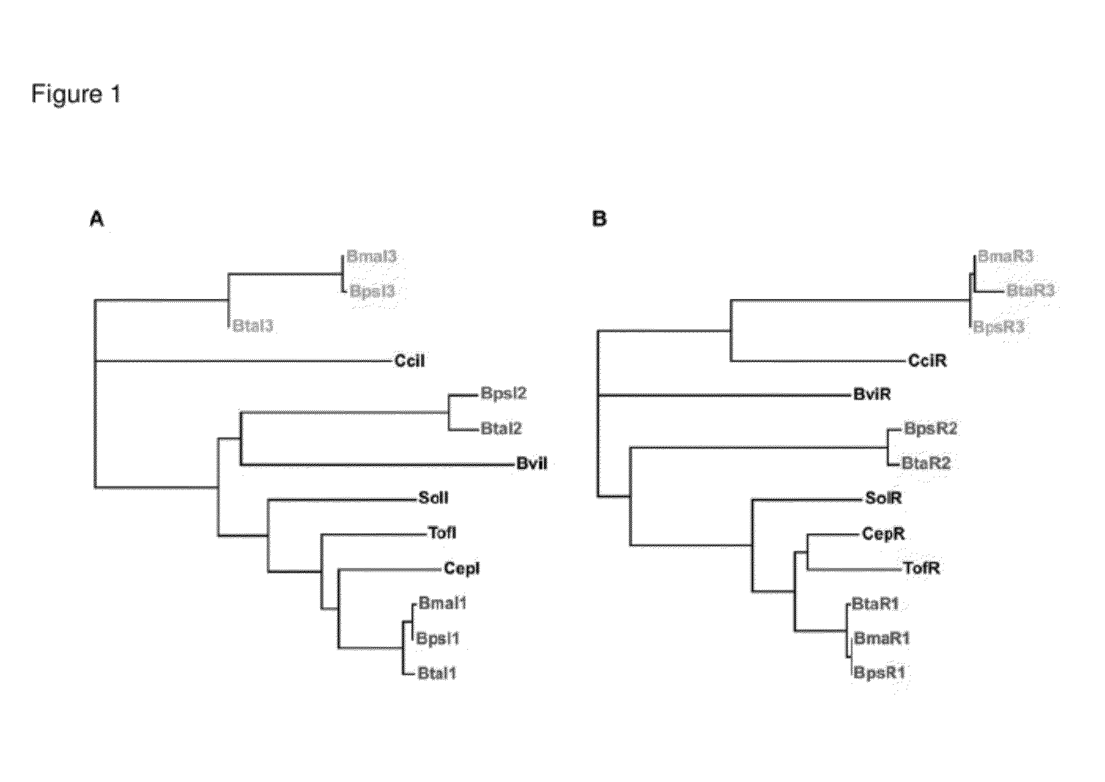 Bactobolin analog and synthesis method thereof