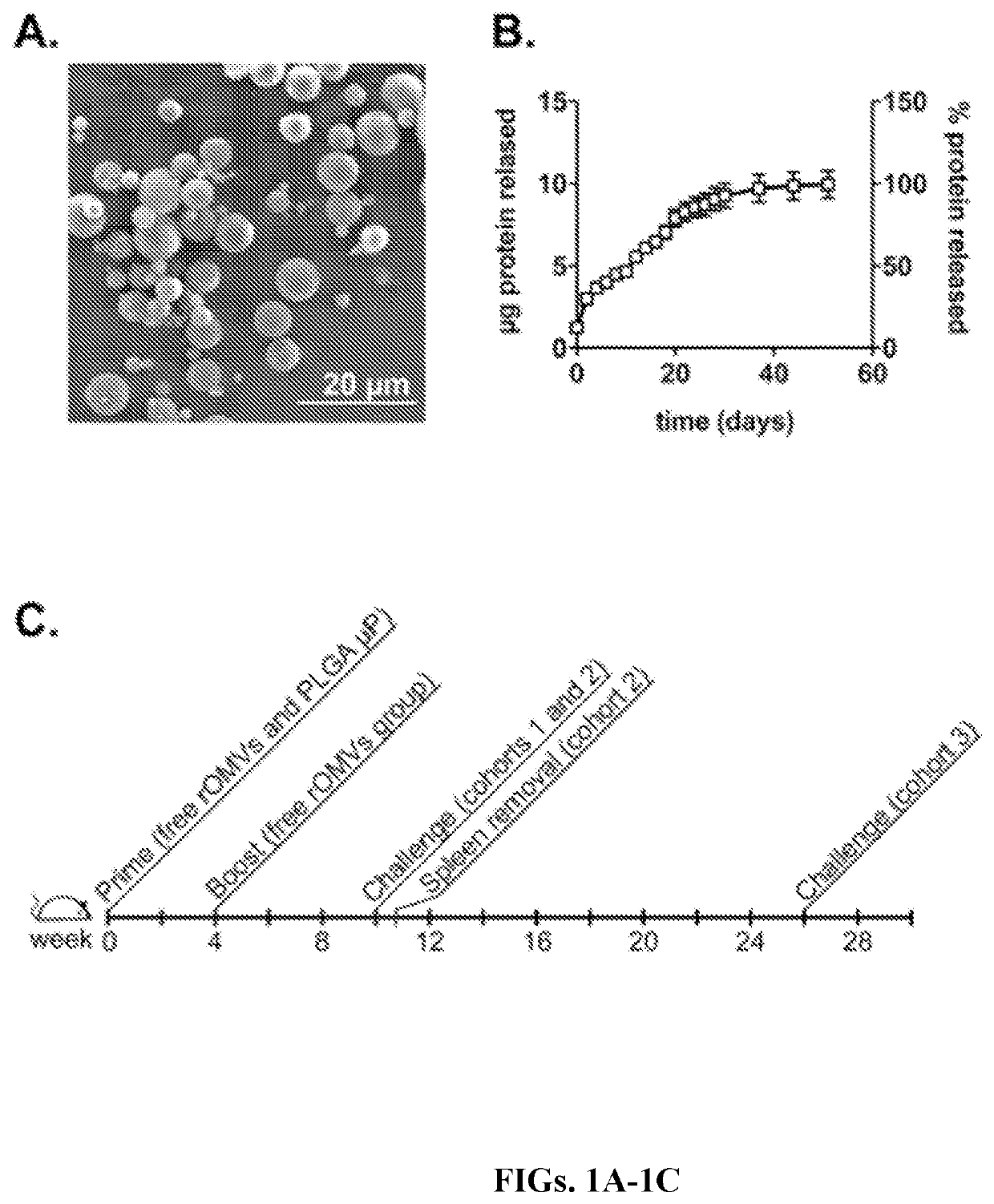 Formulation for protection through controlled release of microparticles containing recombinant outer membrane vesicles