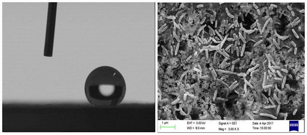 A floating and easily degradable microbial carrier and its preparation method and application