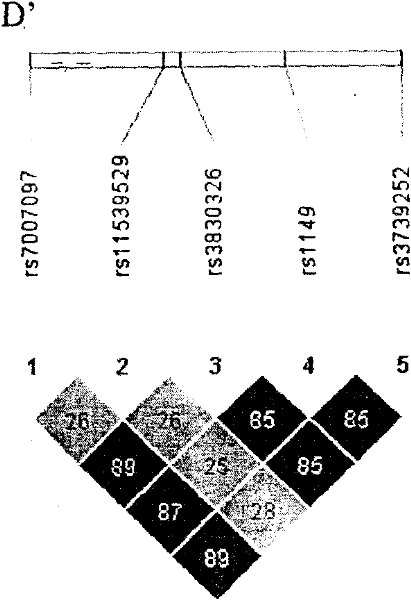 Haplotype of tumor metastatic suppressor gene HTPAP as well as construction method and application thereof