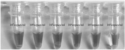 A paper microfluidic chip and its nucleic acid extraction method and isothermal amplification method