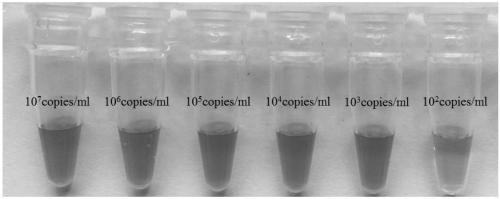 A paper microfluidic chip and its nucleic acid extraction method and isothermal amplification method