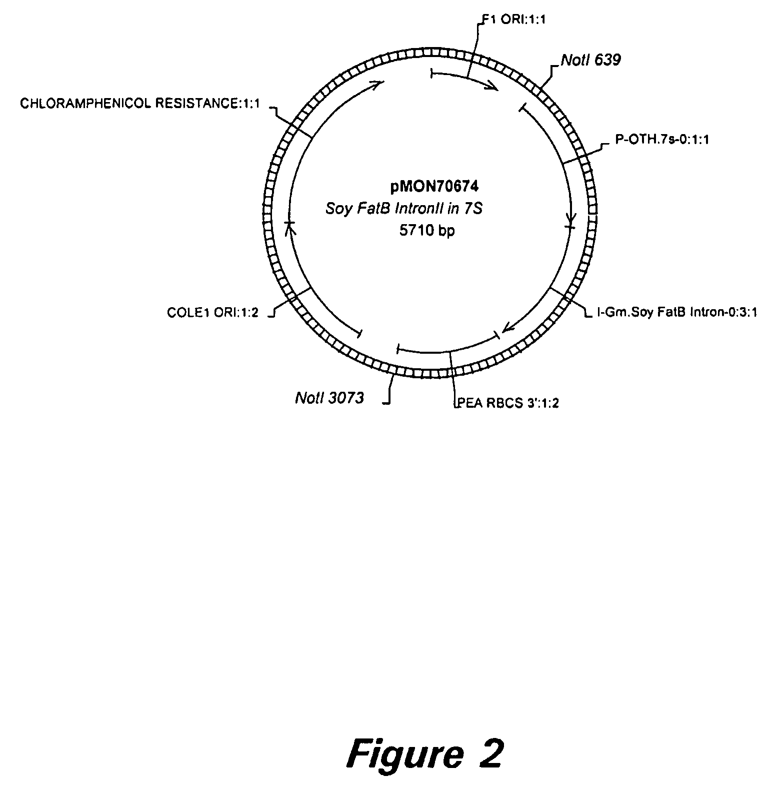 Thioesterase-related nucleic acid sequences and methods of use for the production of plants with modified fatty acid composition
