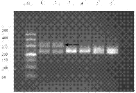 DNA (Deoxyribonucleic Acid) molecular marker for rapidly identifying phylloxera resistance of grape stock and application thereof