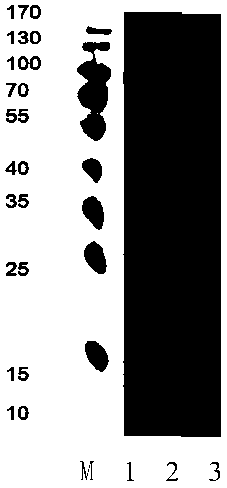 Monoclonal antibody and antibody combination against foot-and-mouth disease type O virus and its application in the detection of virus antigen and antibody