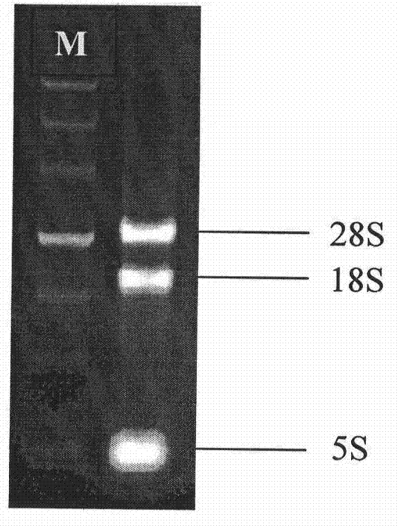 Lilium spp. ANS (Anthocyanidin Synthase) gene and cloning method thereof