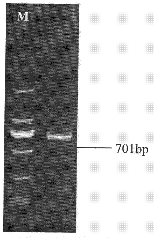 Lilium spp. ANS (Anthocyanidin Synthase) gene and cloning method thereof