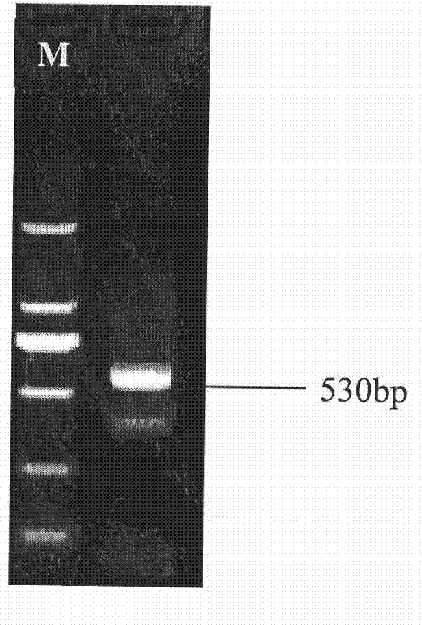 Lilium spp. ANS (Anthocyanidin Synthase) gene and cloning method thereof