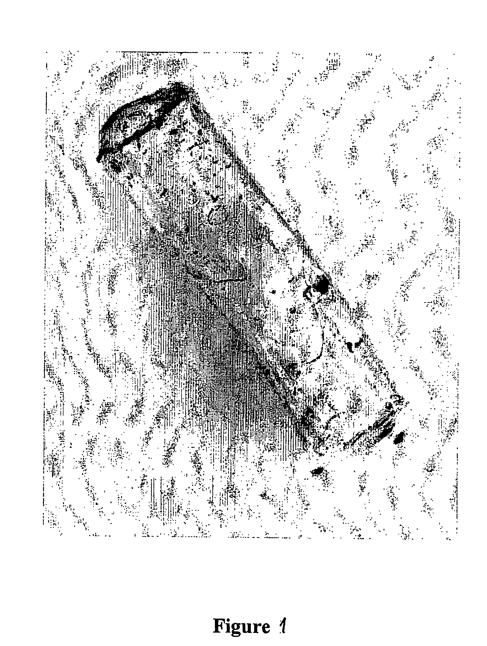 Cohesive coprecipitates of sulfated polysaccharide and fibrillar protein and use thereof