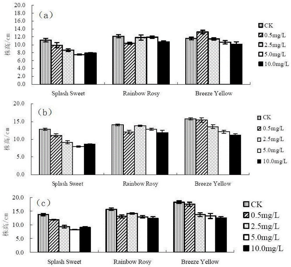 Evaluation and identification method of cadmium tolerance of chrysanthemum