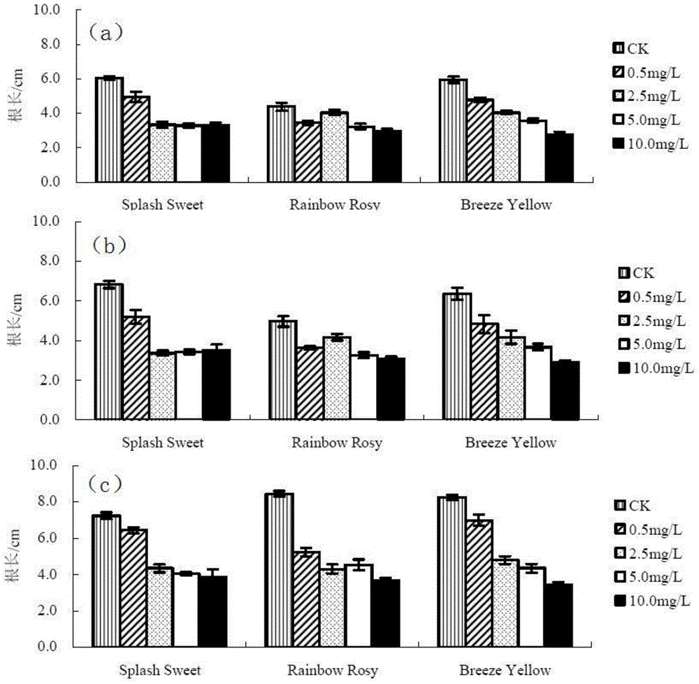 Evaluation and identification method of cadmium tolerance of chrysanthemum