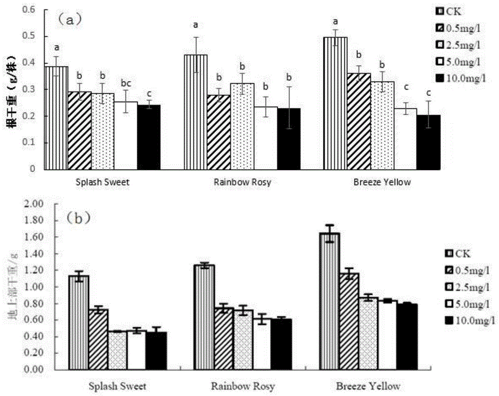 Evaluation and identification method of cadmium tolerance of chrysanthemum