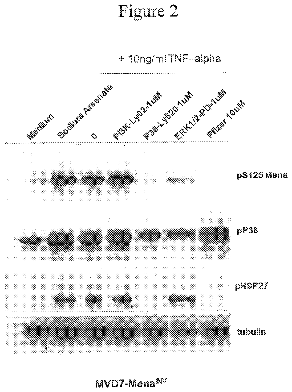 Methods for the treatment of a cancer or fibrotic disorder associated with MENA or MENA(INV) by administering a map kinase inhibitor