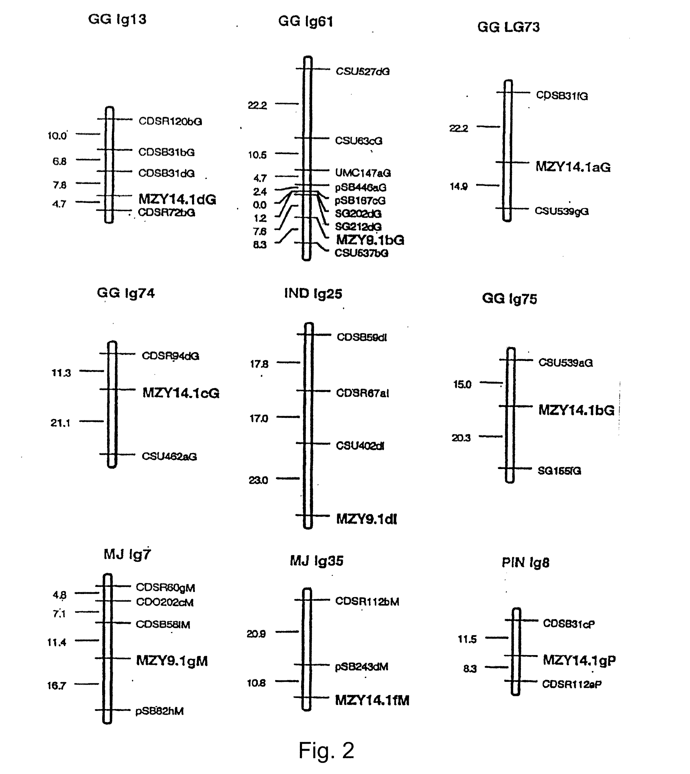Methods and Constructs for Producing Transgenic Plants and Methods of Recovering Expressed Proteins