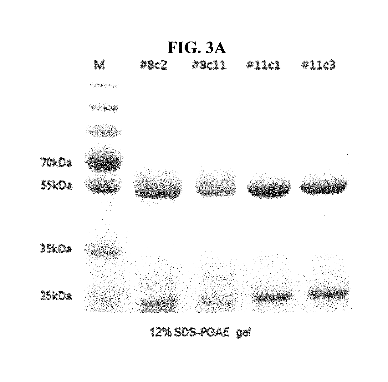 Method of measuring cholesterol levels by using immunogenic method