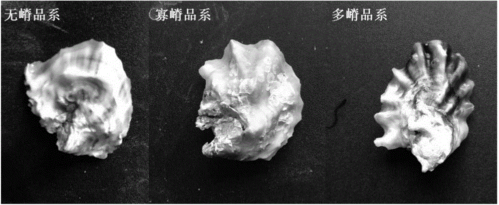 Breeding method for Crassostrea sikamea by taking left shell radial ridge number as mark