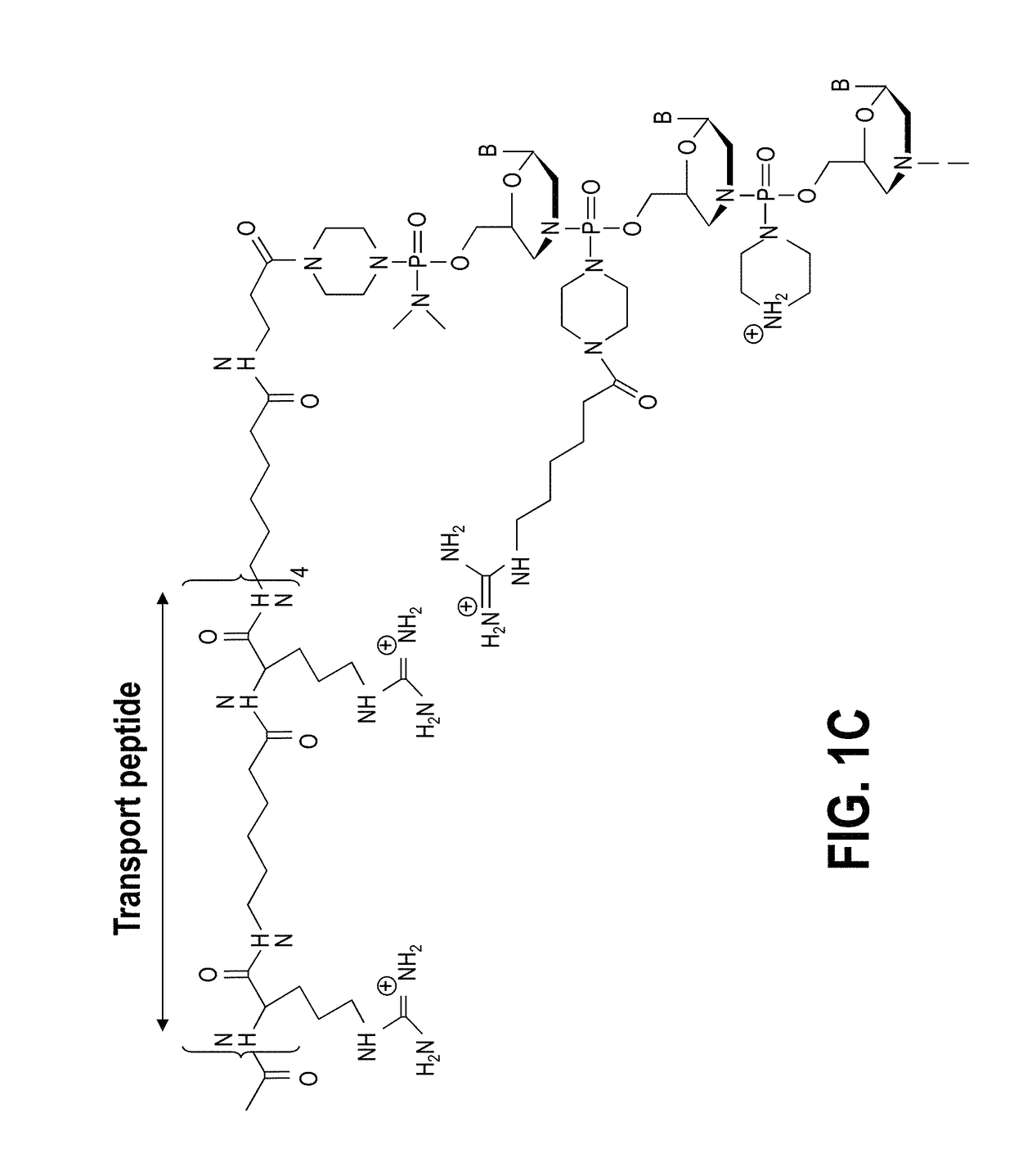 Exon skipping compositions for treating muscular dystrophy