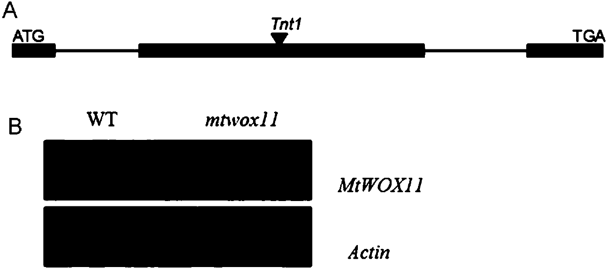 Medicago truncatula Gaertn MtWOX11 gene and application thereof in increasing fatty acid content of seeds