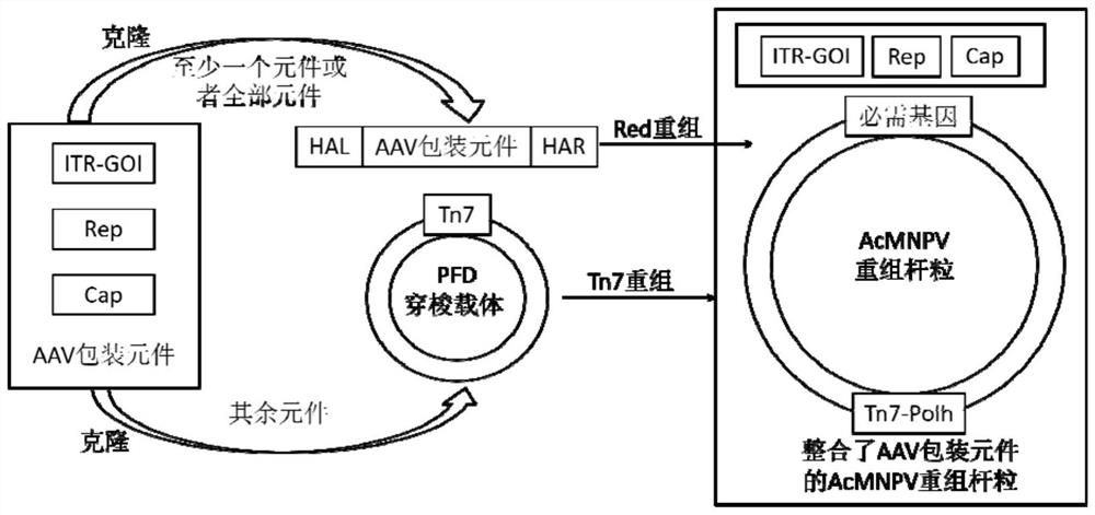 Preparation method, system and recombinant bacmid of a recombinant adeno-associated virus