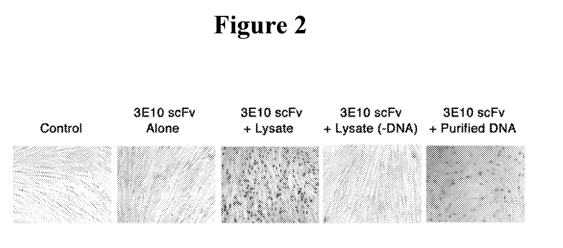 Methods for dna-dependent targeting of a cell permeant antibody