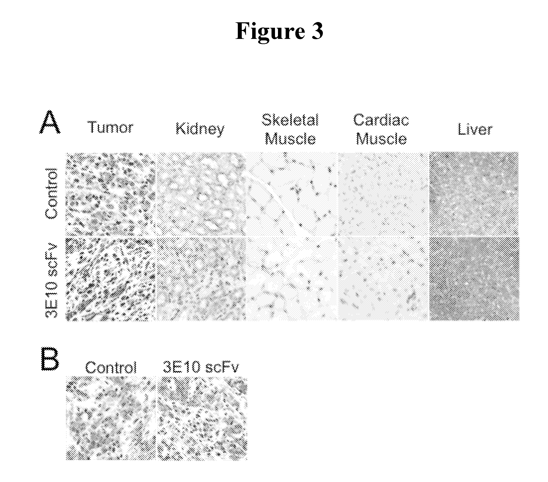 Methods for dna-dependent targeting of a cell permeant antibody