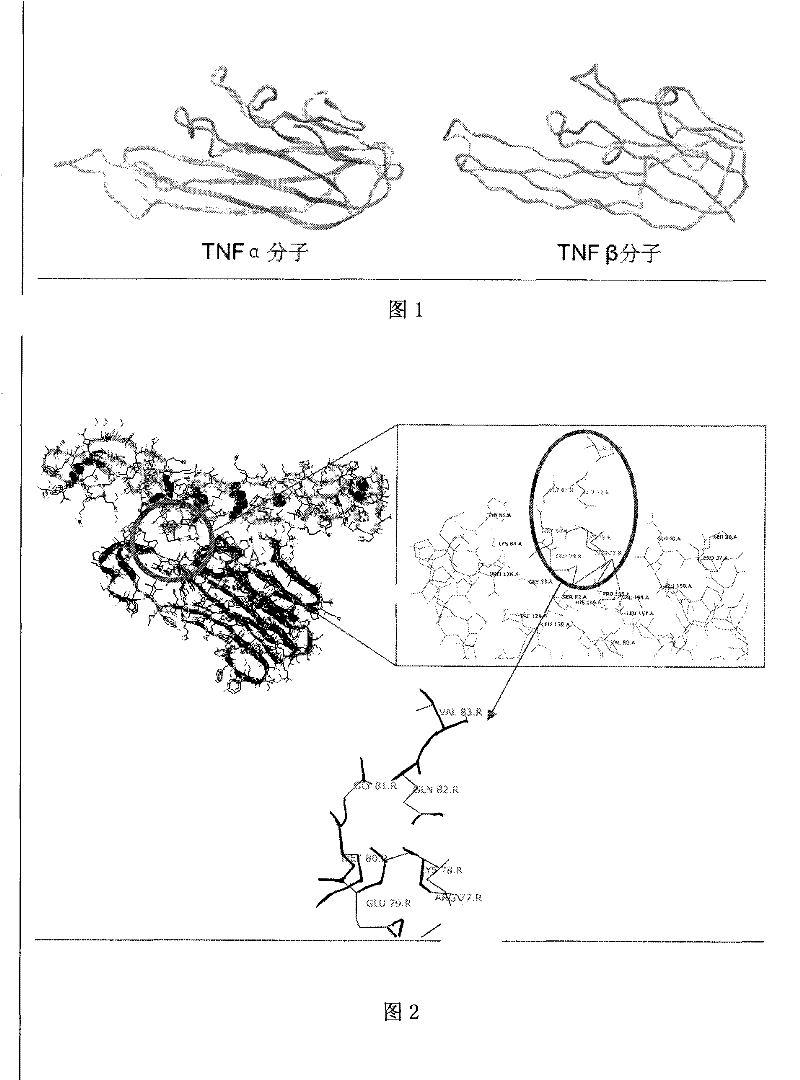 Application of substituted aryl hydrazone compound serving as anti-tumor necrosis factor inhibitor medicament