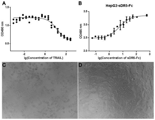 Human sDR5-Fc recombinant fusion protein and its new application