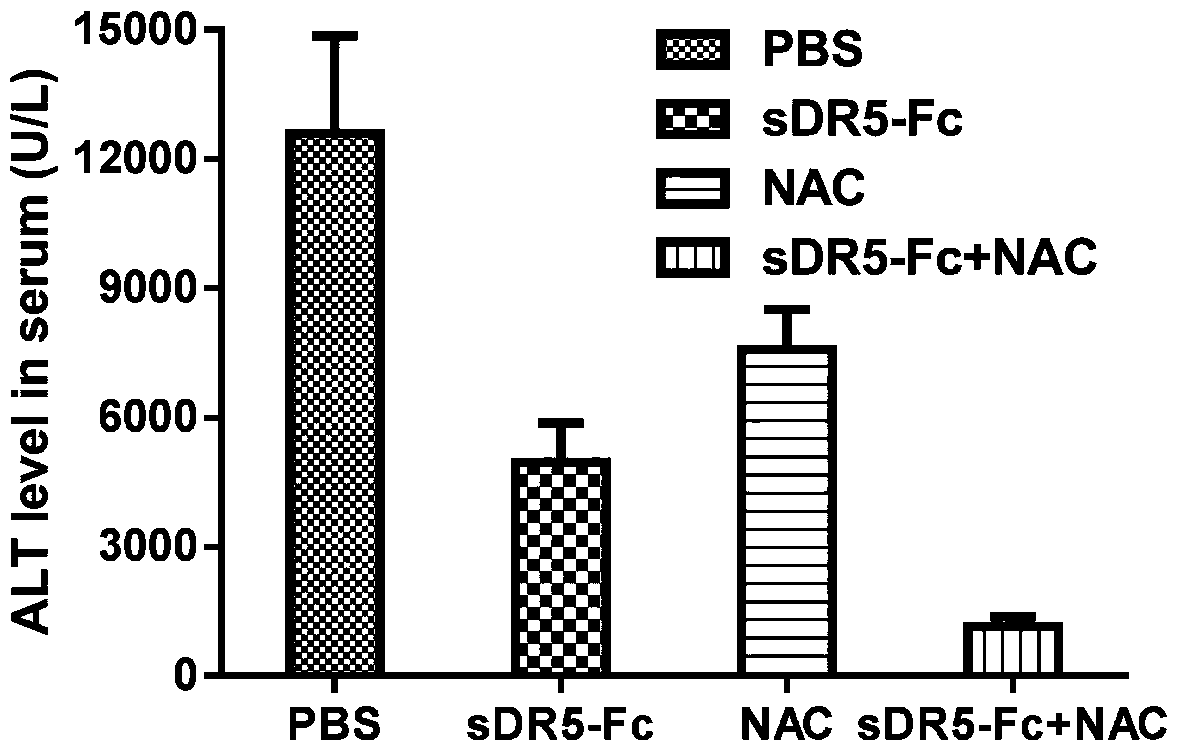 Human sDR5-Fc recombinant fusion protein and its new application