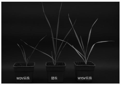 Dual RT-PCR method for the simultaneous detection of wheat dwarf virus and wheat yellow streak virus