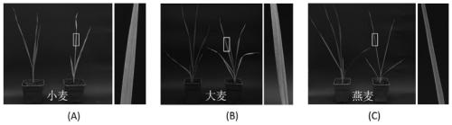 Dual RT-PCR method for the simultaneous detection of wheat dwarf virus and wheat yellow streak virus