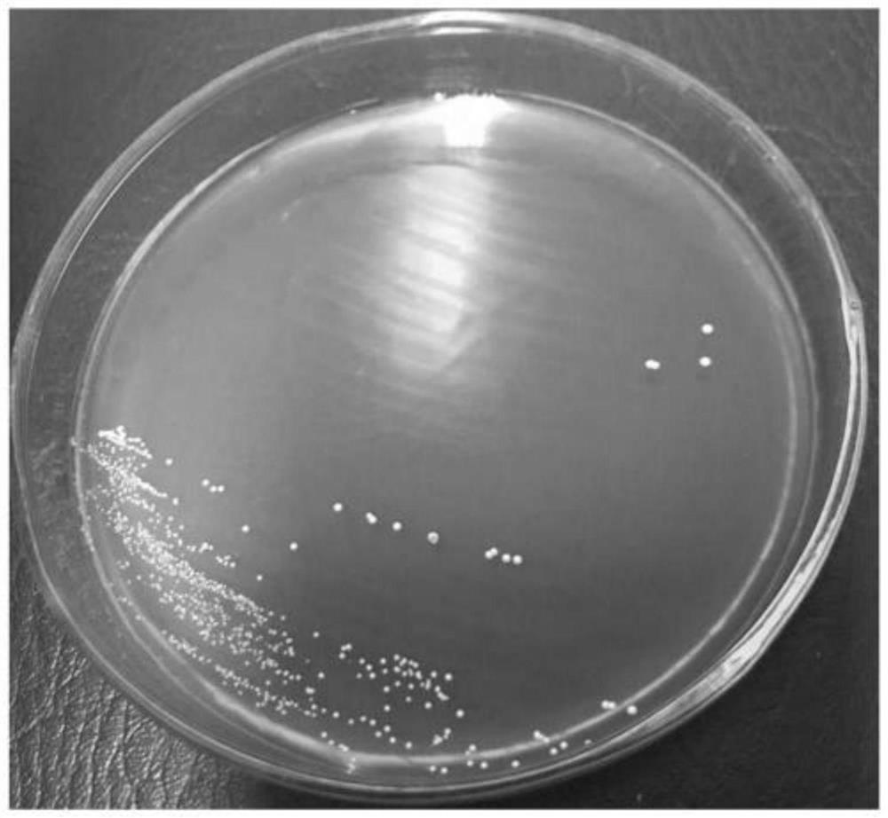 Pediococcus pentosaceus 368 microbial agent as well as preparation method and application thereof