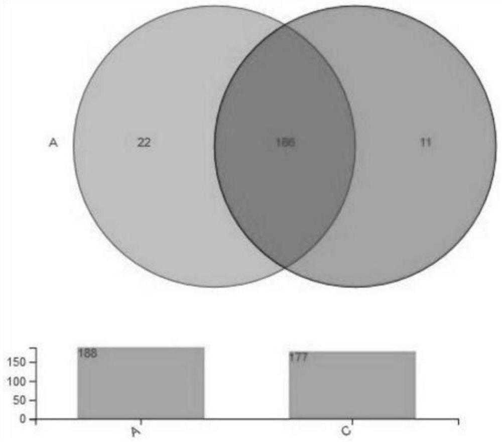 Pediococcus pentosaceus 368 microbial agent as well as preparation method and application thereof