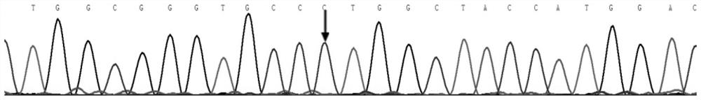 Mutant family heritable pulmonary arterial hypertension virulence gene BMPR2 and application thereof