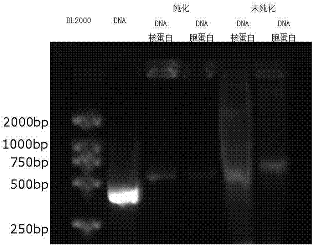 Method for separating DNA (deoxyribonucleic acid) binding protein and accurately positioning DNA binding site