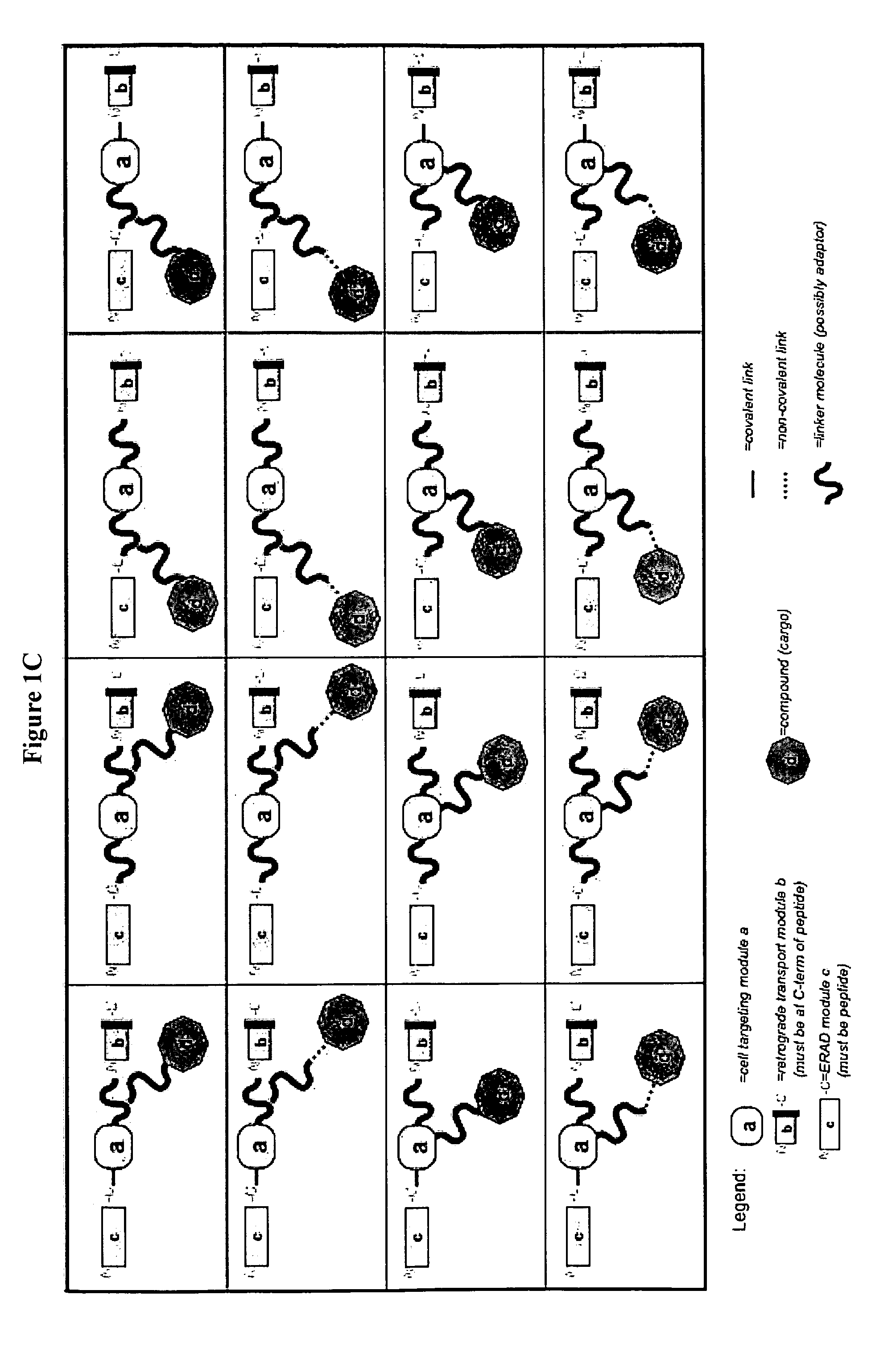 Delivery System and Conjugates For Compound Delivery Via Naturally Occurring Intracellular Transport Routes