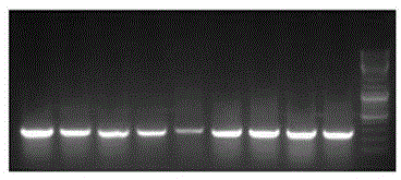 Genetic marker assisted selection method for increasing Canadian large white pig IMF