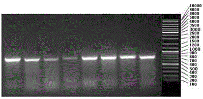 Genetic marker assisted selection method for increasing Canadian large white pig IMF