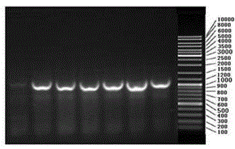 Genetic marker assisted selection method for increasing Canadian large white pig IMF