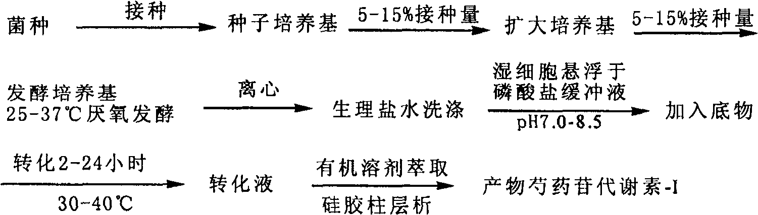 Method for producing paeonin metabolite-I by short lactobacillin fermentation