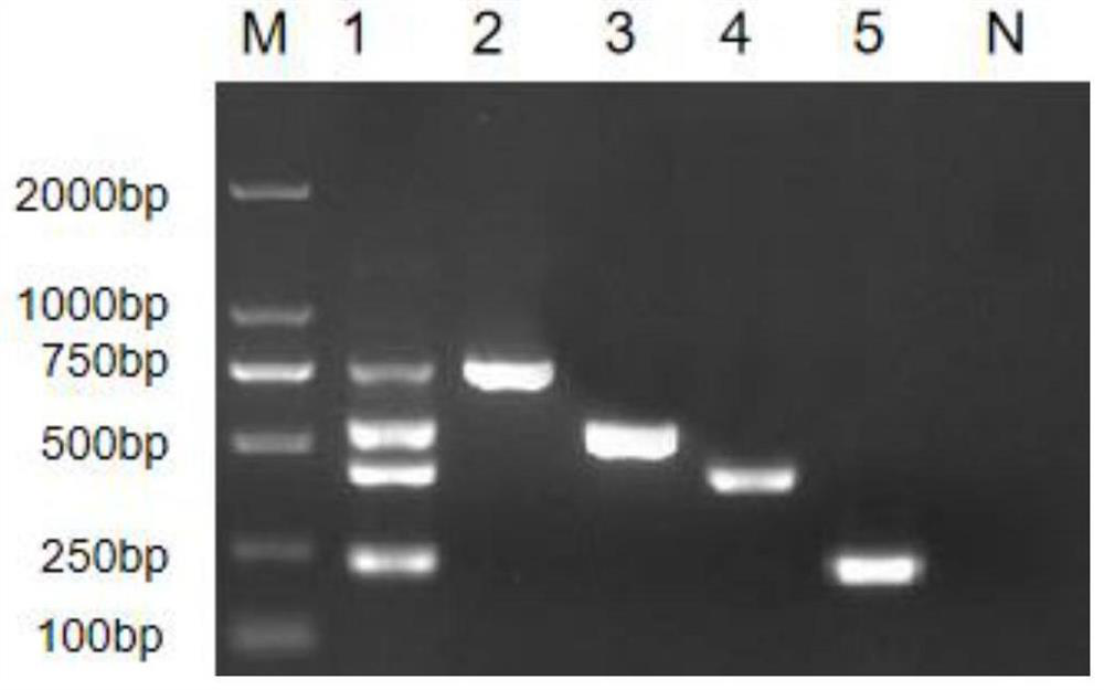 Multiplex PCR detection kit for multiple pathogenic bacteria of waterfowls and application multiplex PCR detection kit