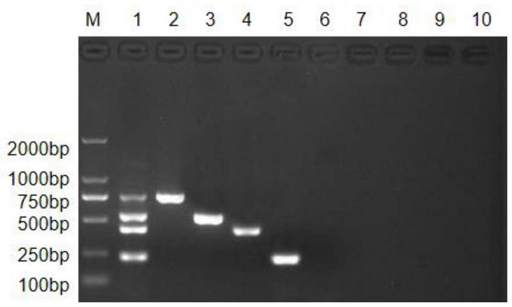 Multiplex PCR detection kit for multiple pathogenic bacteria of waterfowls and application multiplex PCR detection kit