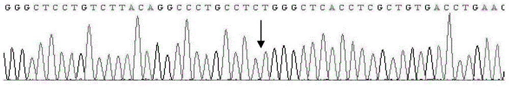 PCR-SBT (PCR-sequence-based typing) method and reagent for human blood platelet alloantigen system genotyping