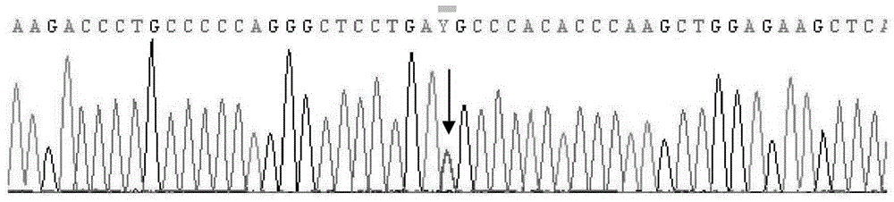 PCR-SBT (PCR-sequence-based typing) method and reagent for human blood platelet alloantigen system genotyping