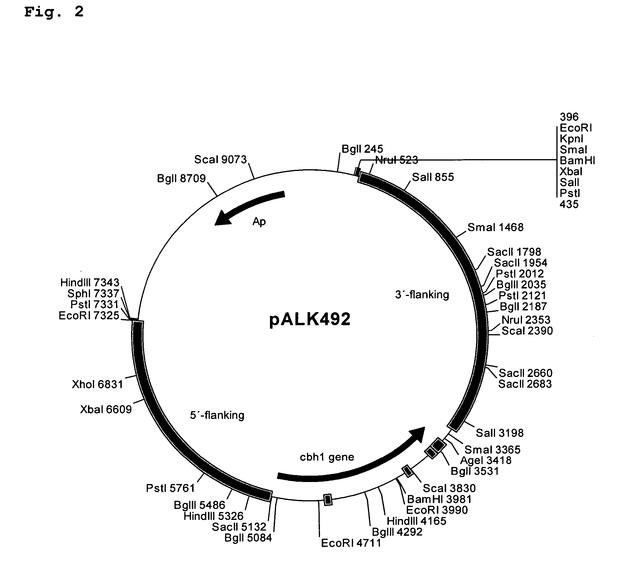Novel cellulases and their uses