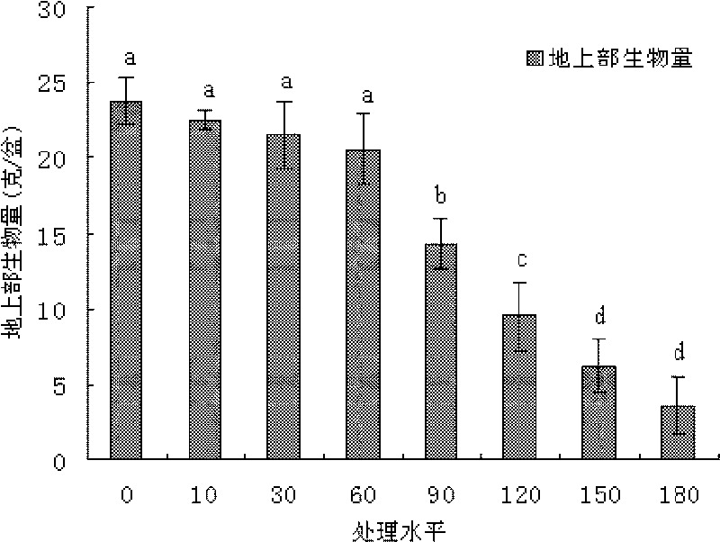 Application of siegesbeckia herb in remediation of soil contaminated with heavy metal cadmium